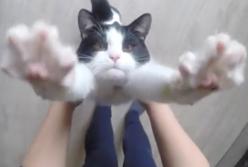 Ласковый кот все время требует объятий (видео)