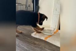 Сеть насмешил щенок, который пытался «съесть» воду из миски (видео)