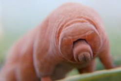 Бессмертие существует: животные, которые никогда не умирают (видео)