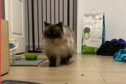 Кот с короткими лапками грациозно перепрыгнул заборчик (видео)