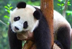  Надежный способ успеть главное и перехитрить свою лень (видео)