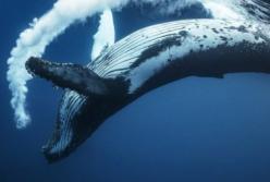 Кит не отпускал дайвера и когда она поняла почему, то была шокирована (видео)