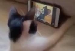 "Я тоже так хочу!" Любопытный кот беспрерывно смотрит мультик "Том и Джери" (видео)