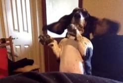 Реакция собаки на пиццу насмешила Сеть (видео)