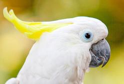 Танцующий попугай стал звездой Сети (видео)