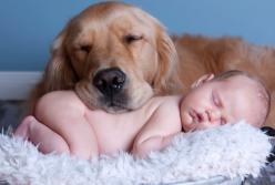 ​Самое трогательное знакомство: собака встречает ребенка из роддома (видео)