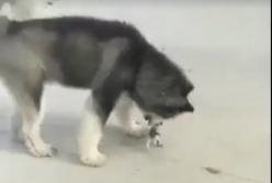 Огромный пес нашел себе лучшего друга в 100 раз меньше себя: только бы не наступить! (видео)
