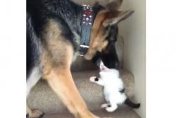 Огромная собака схватила котенка за голову, чтобы поднять его по лестнице (видео)