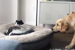 Пес пытается забрать у кота свою кровать (видео)