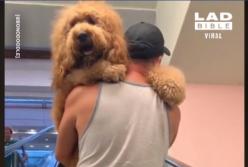 Огромный пес, который страшно боится эскалаторов (видео)