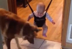 Собака учит малыша прыгать: забавное видео