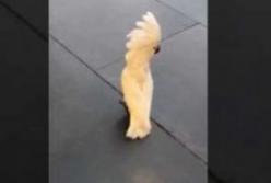 Попугай научился лаять, как собака (видео)