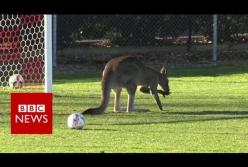 Кенгуру в Австралии остановил футбольный матч (видео)