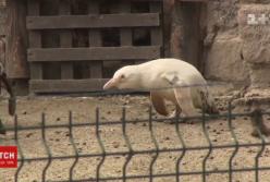 В сети показали единственного в мире пингвина-альбиноса (видео)
