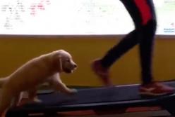 Щенок занимается спортом на беговой дорожке с хозяйкой (видео)