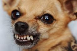 Невероятно прикольная парочка: собаки плюс коты (видео)