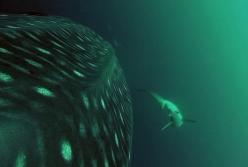 Исследователям впервые удалось записать голос китовой акулы (видео)