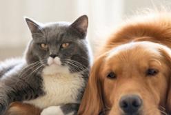 Сегодня - Всемирный день бездомных животных (видео)