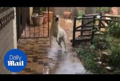 Собака пришла в восторг от первого в ее жизни дождя (видео)