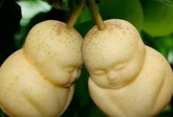 Самые дорогие фрукты в мире: чем объяснить невероятные цены? (видео)