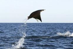 Летающие скаты (видео)