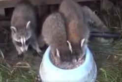 Вот как выглядит жадность! (смешное видео)