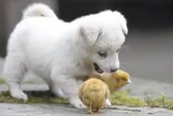 Пушистый щенок заигрывает с цыплятами по очереди: вдруг кто захочет поиграть? (видео)