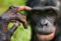 Видео момента, как шимпанзе сбежал из зоопарка, соорудив "лестницу" (видео)