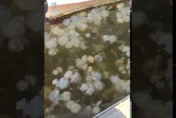 В Одессе массовое нашествие медуз (видео)