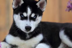 "Я против!": забавный щенок не разрешает будить ребенка в школу (видео)