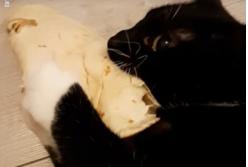 Кот украл кусок сыра и не хотел отдавать (видео)
