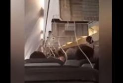 В самолете рейса Киев-Батуми произошла разгерметизация (видео)