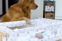 Собака стала для ребенка самой заботливой няней (видео)