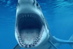 Акула накинулась на 61-летнего мужчину (видео)