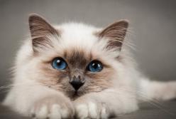 12 самых умных пород кошек: интеллект зашкаливает! (видео)