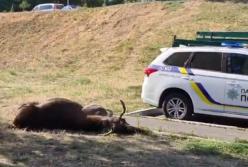 В Киеве автомобиль сбил лося, который разгуливал по городу (видео)