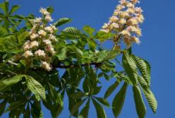 Киевские каштаны неожиданно расцвели в конце сентября (видео) 