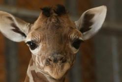 Такое редко случается: новорожденный жираф в американском зоопарке (видео)