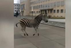 Из цирка в Германии сбежали четыре зебры и бегали по городу (видео)
