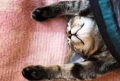 Коты и их способность засыпать в непредсказуемых местах (видео)
