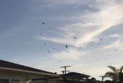 В США показали стаю птиц, кружащую вокруг "НЛО" (видео)