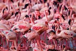 Тысячи фламинго слетелись в поисках пары: удивительное зрелище (видео)