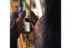Обезьяна листает Instagram и ставит лайки (видео)