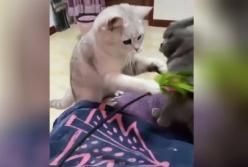 Получивший эпичную пощечину кот насмешил Сеть (видео)