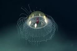 Ученые обнаружили медузу, которая выглядит как корабль пришельцев (видео)