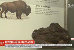 В Праге открыли выставку какашек животных (видео)