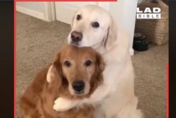 Пес извинился перед другом за съеденную еду (видео)