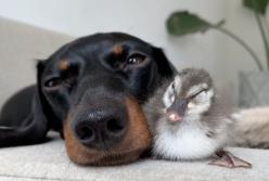 Добрая такса стала заботливой квочкой для одинокого утенка (видео)