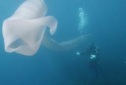 Дайверы столкнулись с гигантским морским червем у берегов Новой Зеландии (видео)