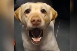 Реакция пса, который не успел поймать лакомство, насмешила Сеть (видео)